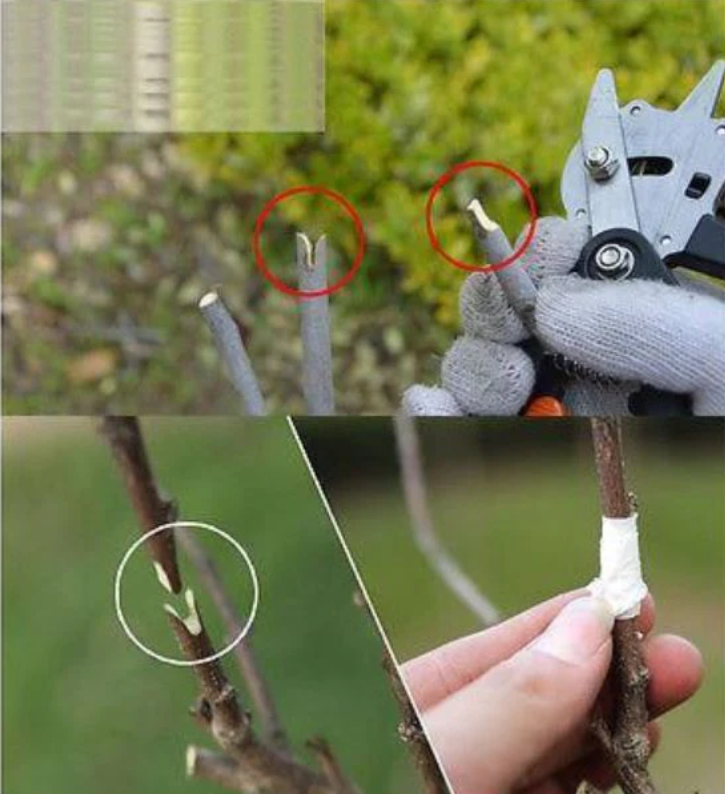 Aparat Altoit cu o Rola banda altoit Cadou + Aparat Legat Vita de Vie + 10.000 Capse + 20 Role Banda